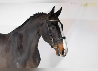 Zangersheider, Hengst, 3 Jahre, 166 cm, Dunkelbrauner