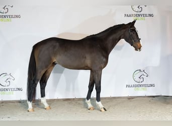 Zangersheider, Hengst, 3 Jahre, 166 cm, Dunkelbrauner