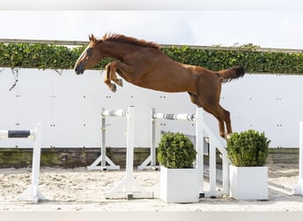 Zangersheider, Hengst, 3 Jahre, 166 cm, Fuchs