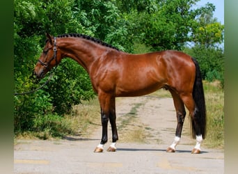 Zangersheider, Hengst, 3 Jahre, 167 cm, Brauner