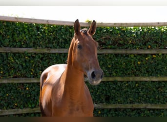 Zangersheider, Hengst, 3 Jahre, 167 cm, Brauner