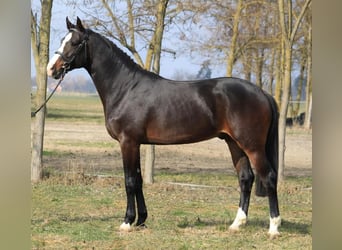 Zangersheider, Hengst, 3 Jahre, 167 cm, Brauner