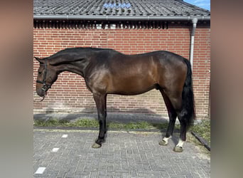 Zangersheider, Hengst, 3 Jahre, 167 cm, Dunkelbrauner