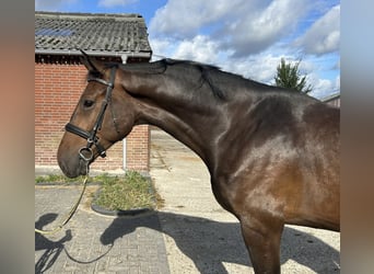 Zangersheider, Hengst, 3 Jahre, 167 cm, Dunkelbrauner