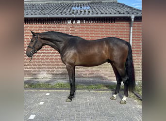 Zangersheider, Hengst, 3 Jahre, 167 cm, Dunkelbrauner