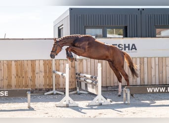 Zangersheider, Hengst, 3 Jahre, 167 cm, Fuchs