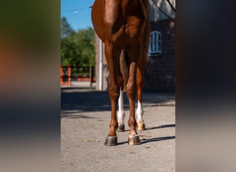 Zangersheider, Hengst, 3 Jahre, 167 cm, Fuchs