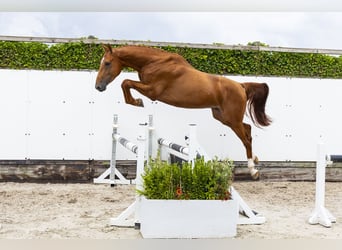 Zangersheider, Hengst, 3 Jahre, 167 cm, Fuchs