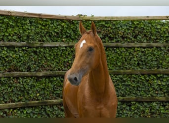 Zangersheider, Hengst, 3 Jahre, 167 cm, Fuchs