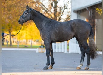 Zangersheider, Hengst, 3 Jahre, 167 cm, Schimmel