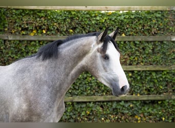 Zangersheider, Hengst, 3 Jahre, 167 cm, Schimmel