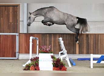 Zangersheider, Hengst, 3 Jahre, 167 cm, Schimmel