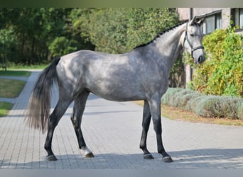 Zangersheider, Hengst, 3 Jahre, 167 cm, Schimmel