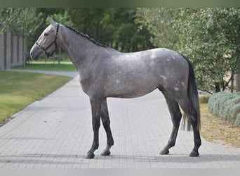 Zangersheider, Hengst, 3 Jahre, 167 cm