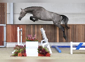 Zangersheider, Hengst, 3 Jahre, 167 cm
