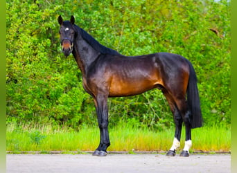 Zangersheider, Hengst, 3 Jahre, 168 cm, Dunkelbrauner