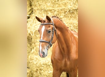 Zangersheider, Hengst, 3 Jahre, 168 cm, Fuchs
