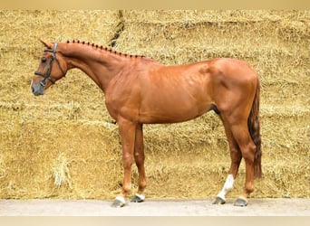 Zangersheider, Hengst, 3 Jahre, 168 cm, Fuchs