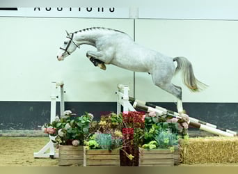 Zangersheider, Hengst, 3 Jahre, 168 cm, Schimmel