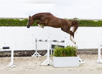 Zangersheider, Hengst, 3 Jahre, 169 cm, Fuchs