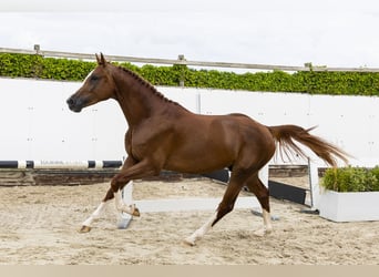 Zangersheider, Hengst, 3 Jahre, 169 cm, Fuchs