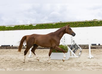 Zangersheider, Hengst, 3 Jahre, 169 cm, Fuchs