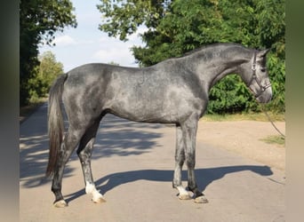 Zangersheider, Hengst, 3 Jahre, 169 cm, Rappschimmel