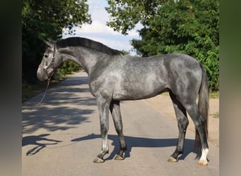 Zangersheider, Hengst, 3 Jahre, 169 cm, Rappschimmel