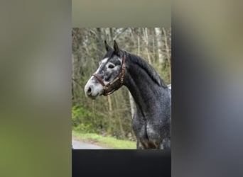 Zangersheider, Hengst, 3 Jahre, 169 cm, Rappschimmel