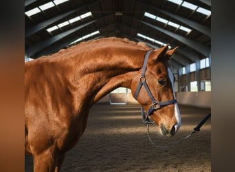 Zangersheider, Hengst, 3 Jahre, 169 cm