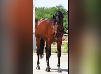 Zangersheider, Hengst, 3 Jahre, 170 cm, Brauner