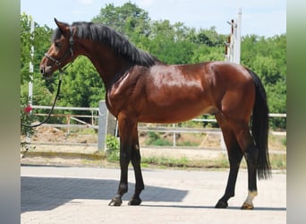 Zangersheider, Hengst, 3 Jahre, 170 cm, Brauner