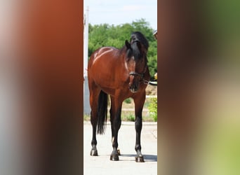 Zangersheider, Hengst, 3 Jahre, 170 cm, Brauner