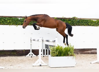 Zangersheider, Hengst, 3 Jahre, 170 cm, Brauner