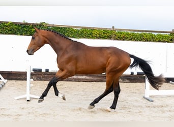 Zangersheider, Hengst, 3 Jahre, 170 cm, Brauner