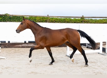 Zangersheider, Hengst, 3 Jahre, 170 cm, Brauner