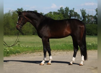 Zangersheider, Hengst, 3 Jahre, 170 cm, Dunkelbrauner