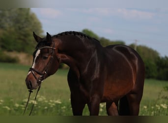 Zangersheider, Hengst, 3 Jahre, 170 cm, Dunkelbrauner