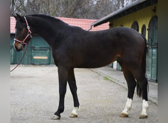 Zangersheider, Hengst, 3 Jahre, 170 cm, Dunkelbrauner