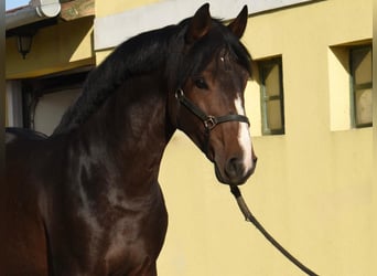Zangersheider, Hengst, 3 Jahre, 170 cm, Dunkelbrauner