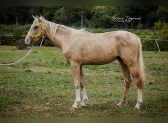 Zangersheider, Hengst, 3 Jahre, 170 cm, Palomino