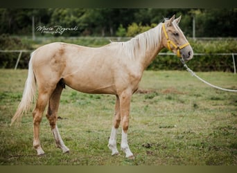Zangersheider, Hengst, 3 Jahre, 170 cm, Palomino