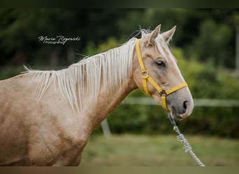 Zangersheider, Hengst, 3 Jahre, 170 cm, Palomino