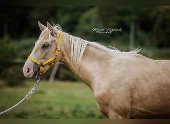 Zangersheider, Hengst, 3 Jahre, 170 cm, Palomino