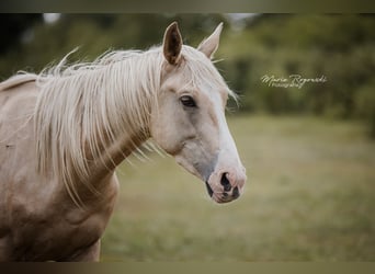 Zangersheider, Hengst, 3 Jahre, 170 cm, Palomino