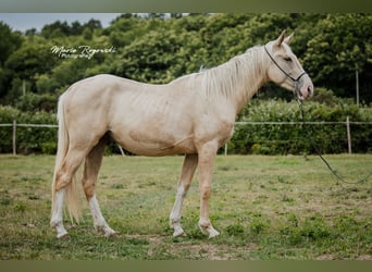 Zangersheider, Hengst, 3 Jahre, 170 cm, Palomino