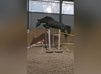 Zangersheider, Hengst, 3 Jahre, 170 cm, Schimmel