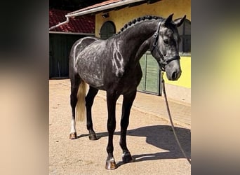 Zangersheider, Hengst, 3 Jahre, 170 cm, Schimmel
