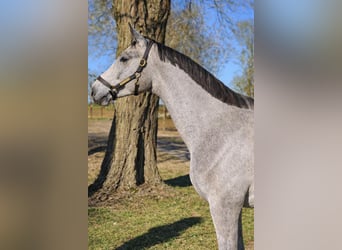 Zangersheider, Hengst, 3 Jahre, 170 cm, Schimmel