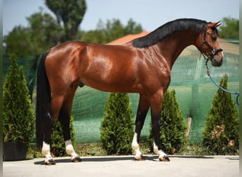 Zangersheider, Hengst, 3 Jahre, 171 cm, Rotbrauner